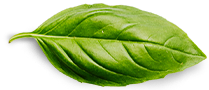 About Basil Leaf 5
